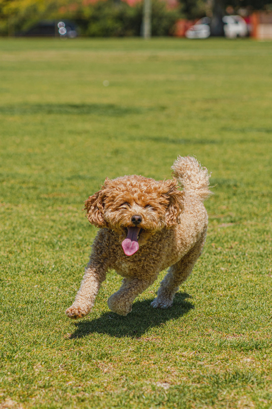 signs of a happy dog at the Park