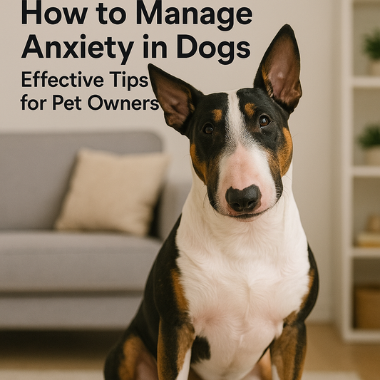 Bull terrier sitting in living room with text how to manage anxiety in dogs effective tips for pet owners