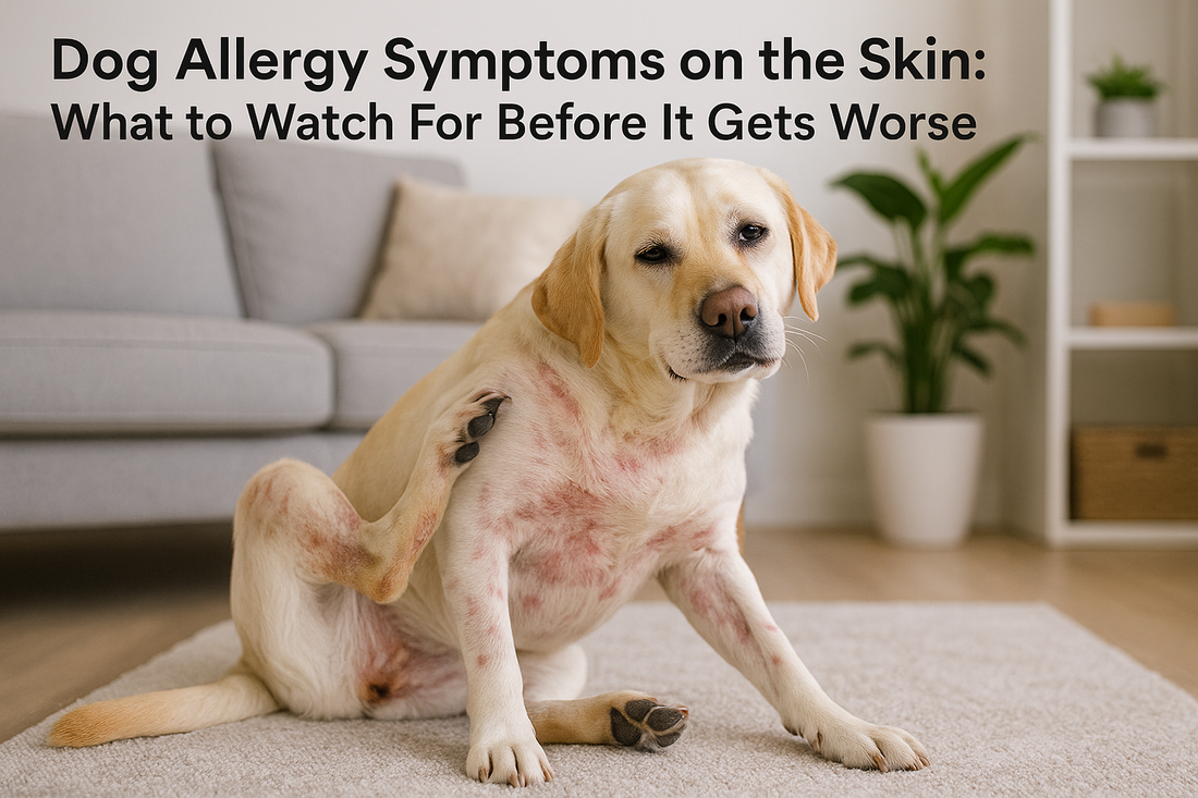 Labrador dog scratching itself showing visible redness and irritation illustrating dog allergy symptoms skin