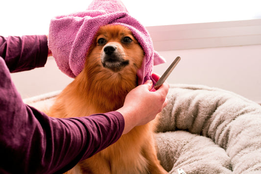 Seasonal dog grooming 2025 — a fluffy small dog wrapped in a pink towel being gently combed, showing how regular grooming keeps pets healthy, happy, and tidy year-round.
