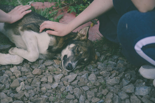 A dog lying down on a peddle while owners keep scratching