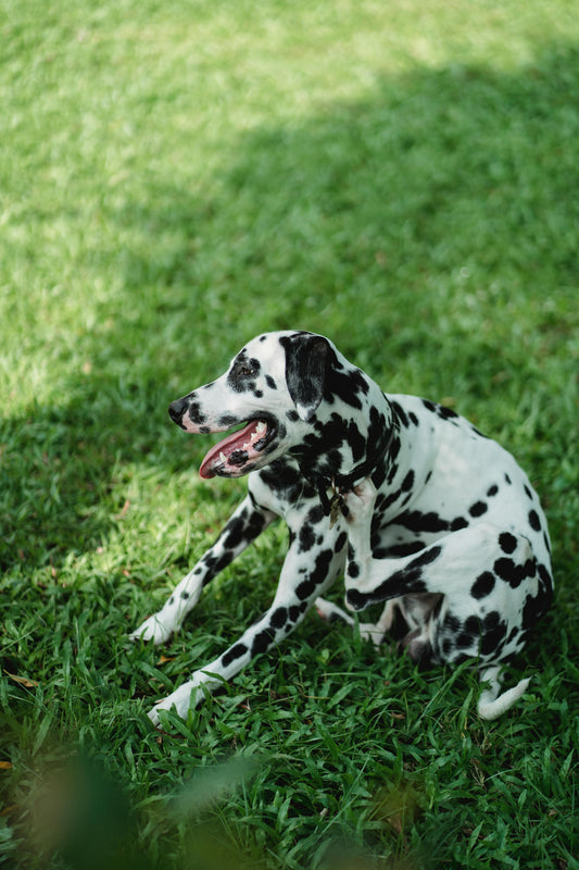 A Dalmatian dog scratching aggressively showing signs of flea allergy in Dogs