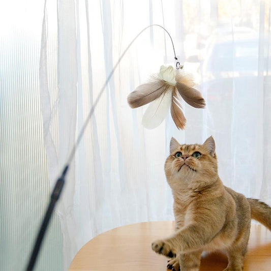 A Cat playing with a feather toy against a light curtain background