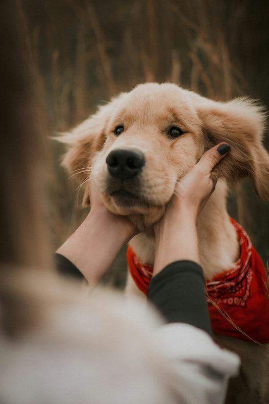  Person gently holding a golden retriever puppy’s face outdoors; the puppy wears a red bandana and looks forward. Useful for a post about training and care tips to stop stool-eating.