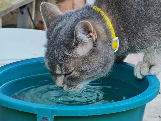 Grey cat with yellow collar drinking water from blue plastic bowl outdoors