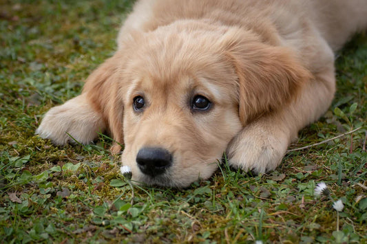A worried puppy Retriever lying on the grass after eating Poop indicating how to stop dog from eating poop!!