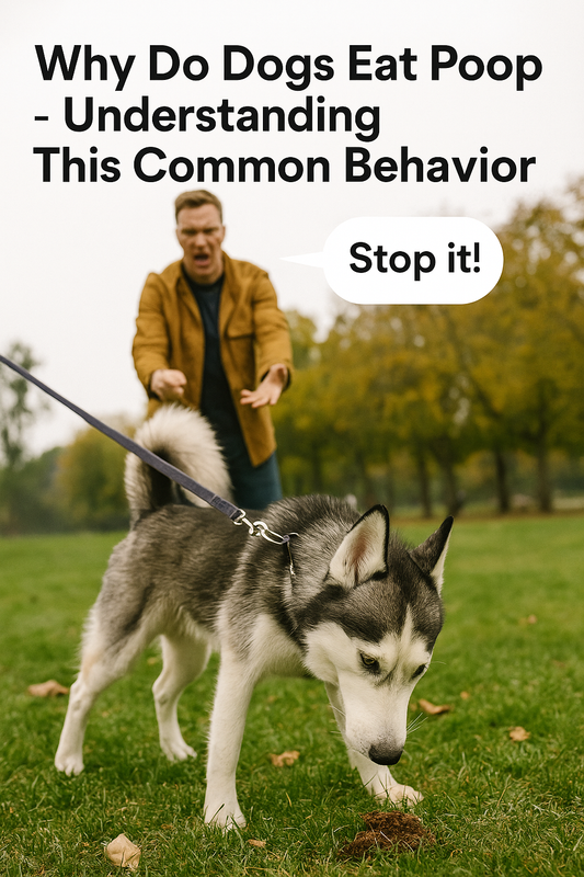 Man stopping his husky dog on a leash from eating poop why do dogs eat poop behavior explained