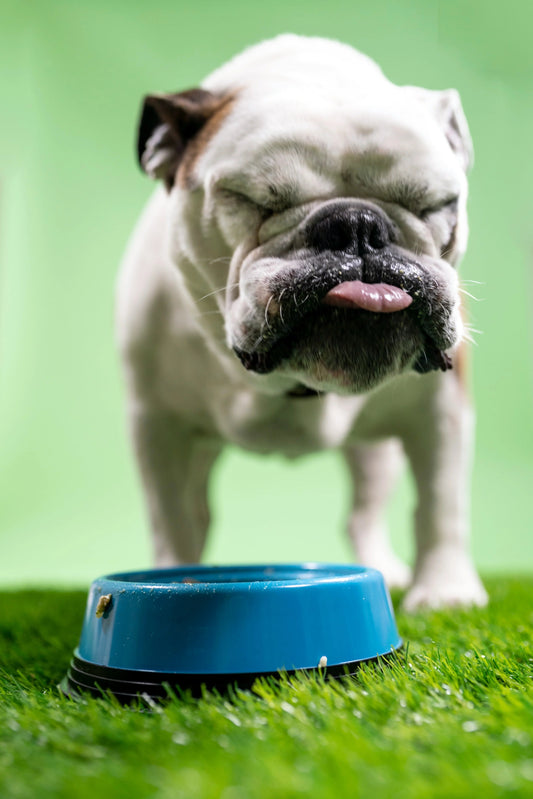 Bulldog with tongue out in front of blue dog bowl on green grass and pastel background