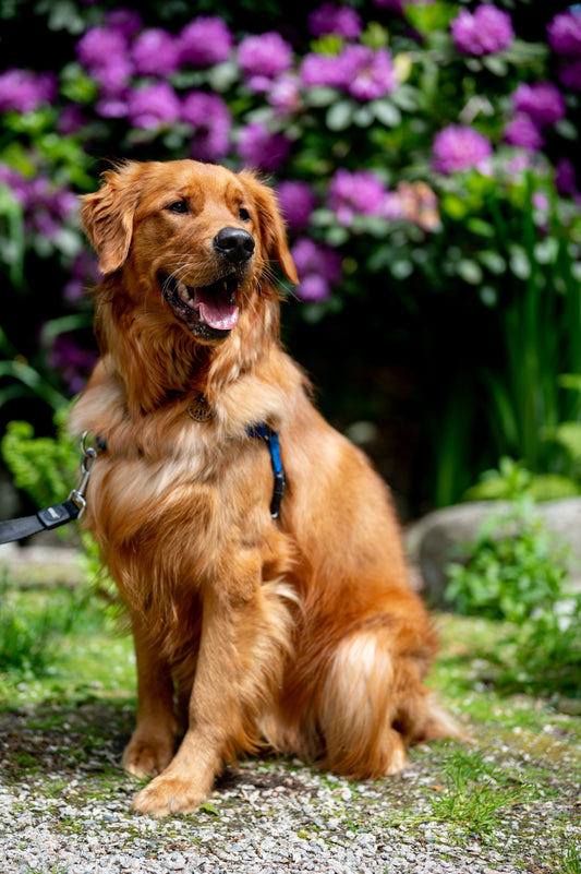 A happy Golden Retriever 