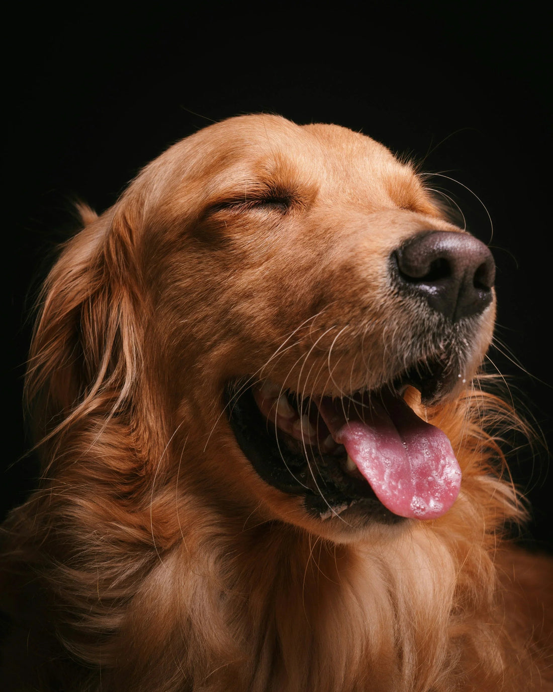 A Golden Retriever after Dog daily routine 