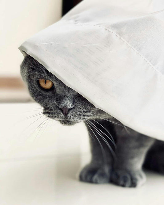 Cat Peeing Outside of Litter Box: Proven causes and fixes for Cats Pawssibly Pet