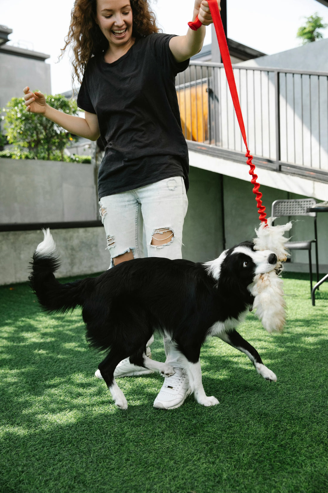 Trained Dog playing with a Girl at the Backyard 
