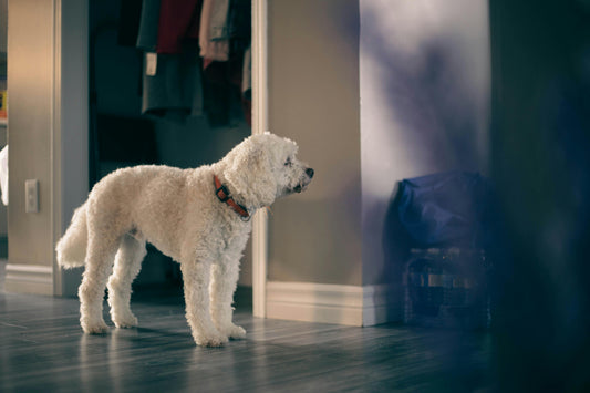 A cute medium size hairy white dog at the entrance of a door