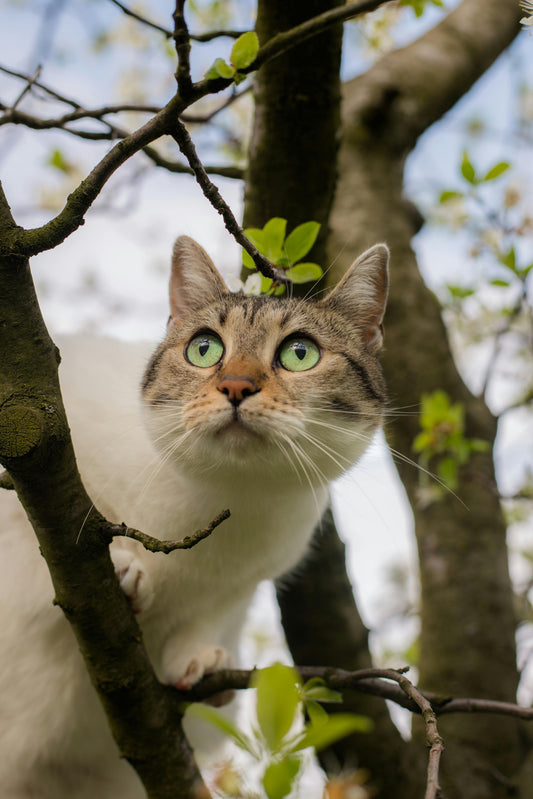 Cat hiding in the tree