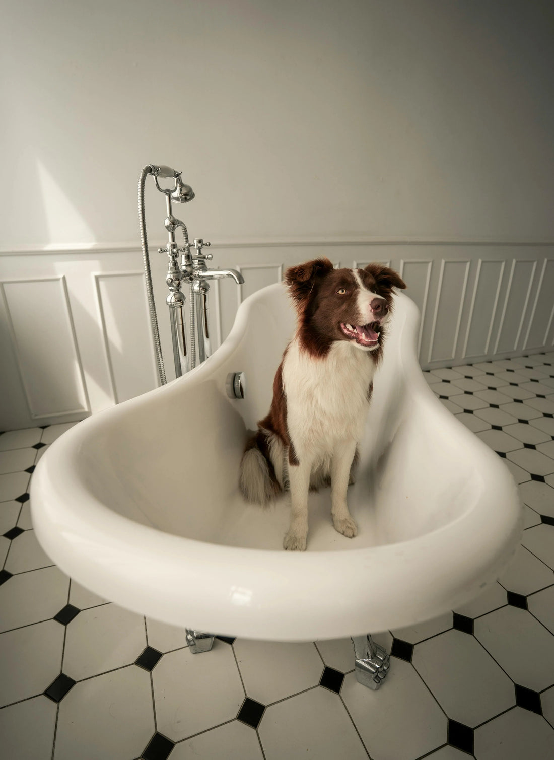 Dog in a bathtub ready for a Grooming routine 