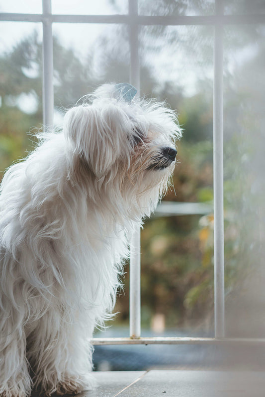 Dog sitting alone by window waiting for owner to come home