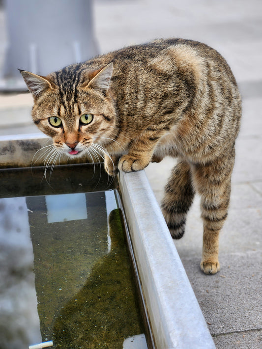 A Cat drinking water but not eating