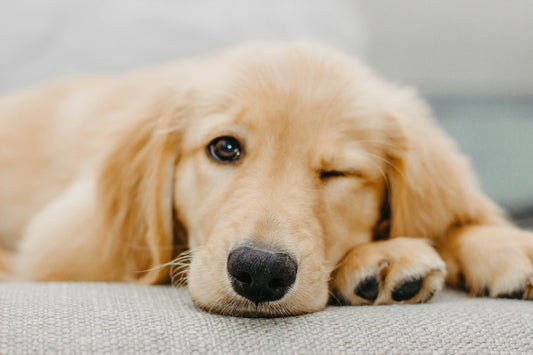 A Bored Labrador lying down with one eye opened
