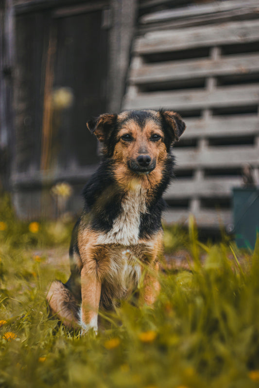 A cute dog sitting on grass outdoor 