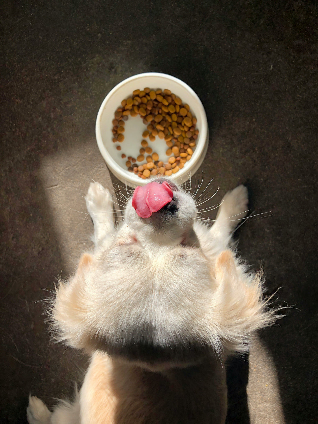 Best Slow Feed Dog Bowl 2025: Top Picks for Healthier, Safer Mealtimes for Your Dog