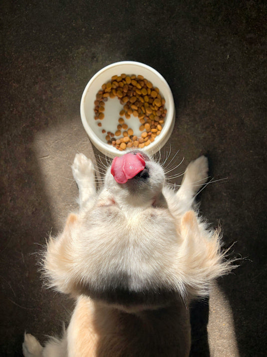 Best Slow Feed Dog Bowl 2025: Top Picks for Healthier, Safer Mealtimes for Your Dog