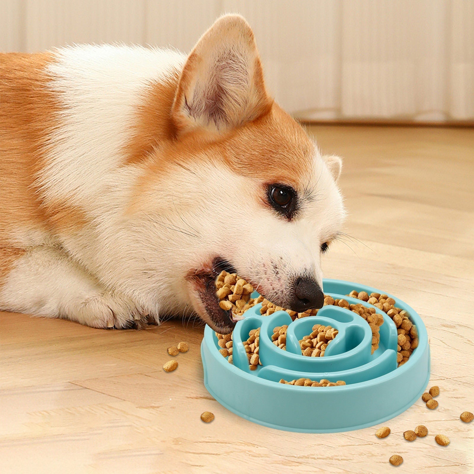  A slow feeder dog bowl in blue with kibble and corgi eating on wooden floor