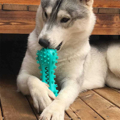 Husky dog chewing a blue spiked durable dog chew toy on wooden floor by Pawssiblypets
