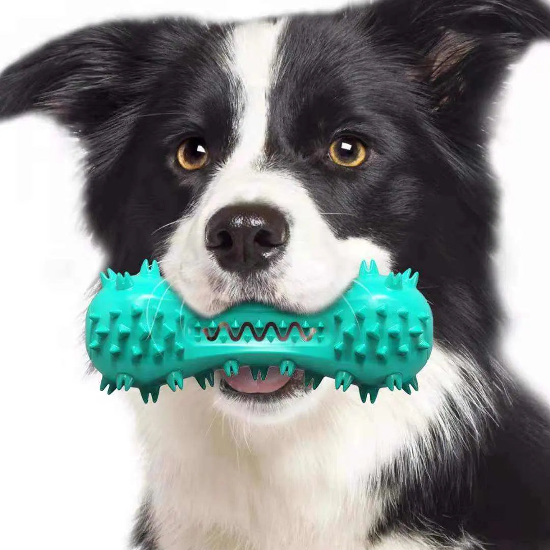 Black and white dog holding a turquoise durable dog chew toys with textured surface