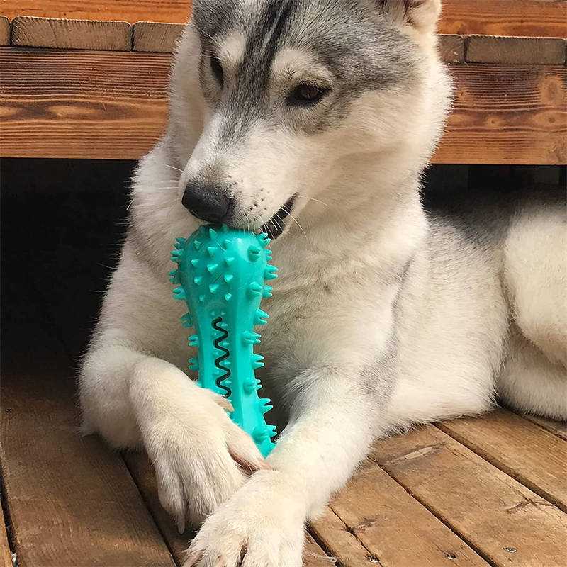 Husky dog chewing a blue spiked durable dog chew toy on wooden floor by Pawssiblypets